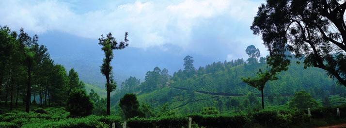 744/Orchid Highlands - Munnar 17.jpg